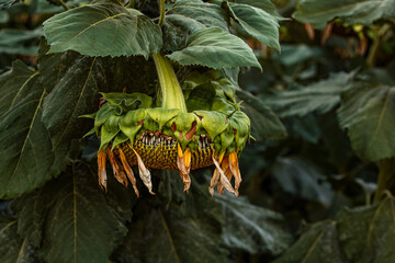 Allegory of a past life. Lonely and unnecessary sunflower