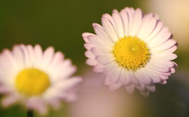 Fototapeta premium Bellis flowers, closeup of blooming pale pink flower.