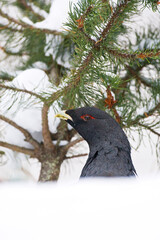 Capercaillie, Auerhoen, Tetrao urogallus