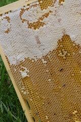 Honeycomb with honey.