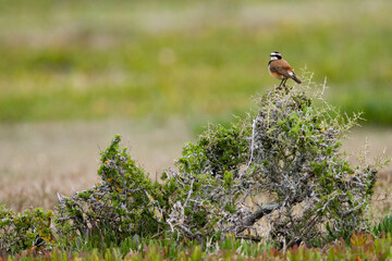 Aardtapuit, Capped Wheatear, Oenanthe pileata