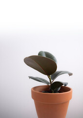 Ficus elastica, rubber fig, indoor houseplant with lush dark green tropical leaves in terracotta pot isolated on white background with copy space. Minimalist modern home decor growth concept. 