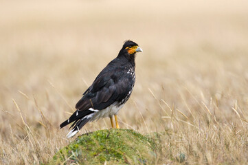 Lelcaracara, Carunculated Aracara, Phalcoboenus carunculatus