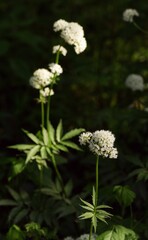 Valerian plant blooming in shady place.