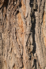 Black locust