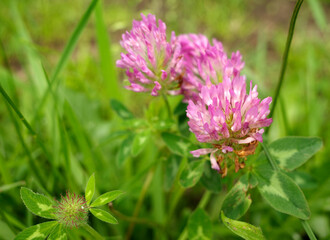 Red clover is a dark-pink herbaceous plant originating from Europe, Asia, and North Africa. 