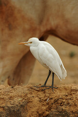 Cattle Egret, Koereiger, Bubulcus ibis coromandus