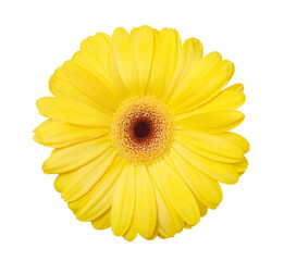 Gerbera, yellow flower bud top view, isolated on white background with clipping path.