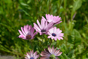 Multicolored inflorescences of a plant called Aster, commonly planted in municipal flower beds in Białystok in Podlasie, Poland