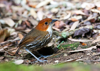 Roestkapmierpitta, Chestnut-crowned Antpitta, Grallaria ruficapilla