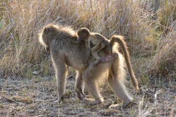 Beerbaviaan, Chacma Baboon, Papio ursinus