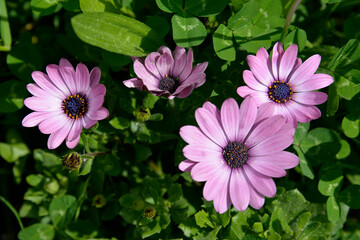 Obraz premium Multicolored inflorescences of a plant called Aster, commonly planted in municipal flower beds in Białystok in Podlasie, Poland