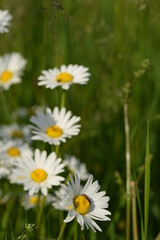 Fototapeta premium Field chamomile flowers on a meadow.