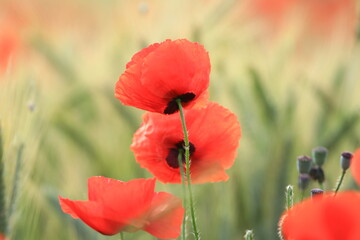 Poppies in the field, red wild flowers