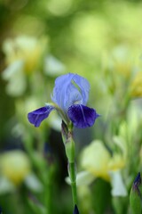 Iris germanica, blooming purple blue iris on background of yellow pastel irises.