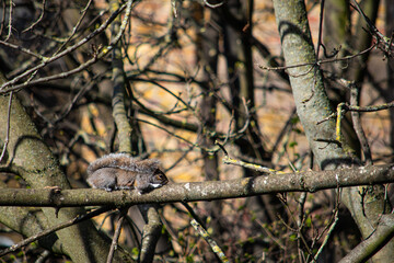 squirrel in the tree