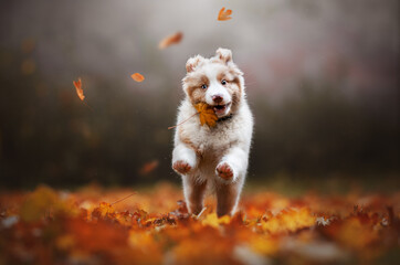 Jump puppy