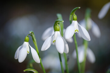 Bunch of white snowdrop spring flowers 