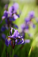 Violet siberian iris closeup on background of bokeh irises.
