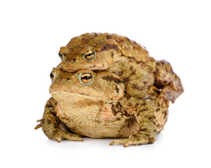Two common toads mating in spring, isolated on white background.