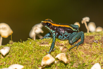 Amazonian Poison Frog (Ranitomeya ventrimacula), Ecuador