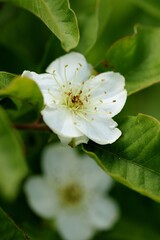 Medlar flowers, closeup of  flower and leaves of common medlar.
