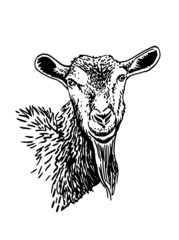 Vector portrait of  goat isolated on white background,farm animal