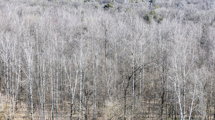 panoramic view of bare trees in forest in spring