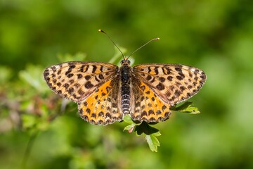 Melitaea didyma, the spotted fritillary, orange butterfly with black dots on green background, animal concept.