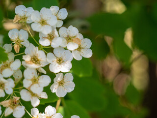 White flowers of shrub Spiraea
