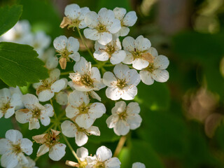 White flowers of shrub Spiraea