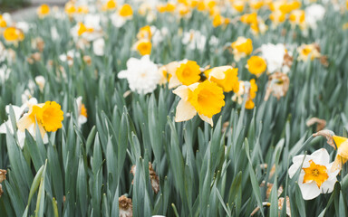 Springtime, flower landscape. Field of white-yellow daffodils close-up, outdoors. Selective focus