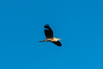 Grey heron flying in the sunset sky