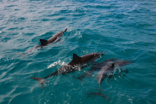 Four spinner dolphins (Stenella longirostris) in Takalana Bay, Viti Levu, Fiji