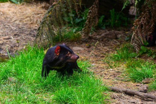 Tasmanian devil (Sarcophilus harrisii) standing in green grass looking to the side