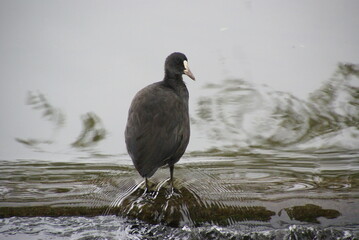 Blässhuhnjunges am Wasserfall 43781014 blickt nach rechts
