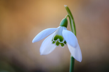 Four petal snowdrop spring flower
