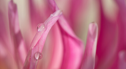 Macro photo of a pink dahlia. Flowers background