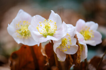 White pink young hellebore flower 