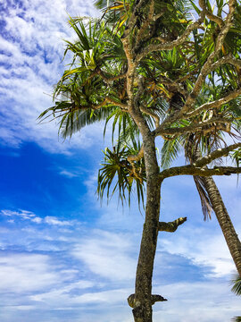 Tropical trees and palm tree against a bright blue and cloud filled sky.