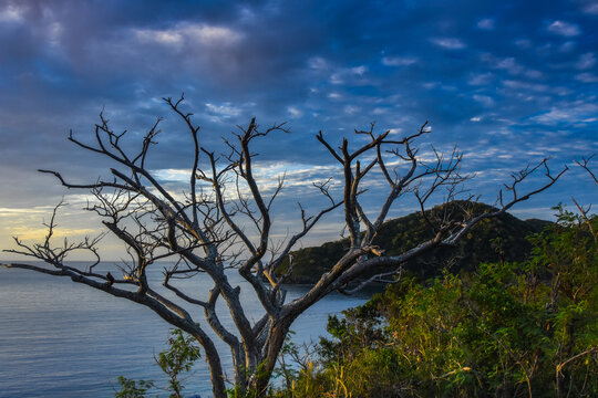 Leafless tree on hilltop overlooking the South Pacific Ocean on a cloudy evening