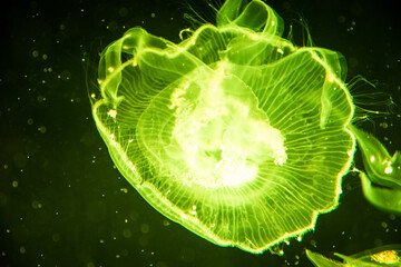 jellyfish