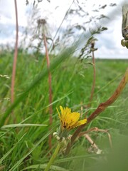 butterfly on a flower
