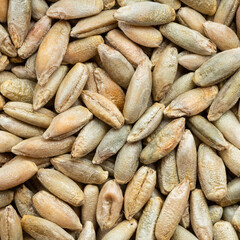 whole rye grains close up