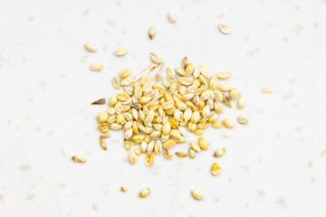 whole-grain foxtail millet seeds close up on gray