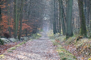 autumn forest in the morning