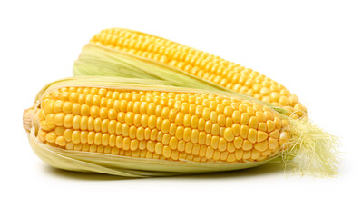 Corn on a white background 