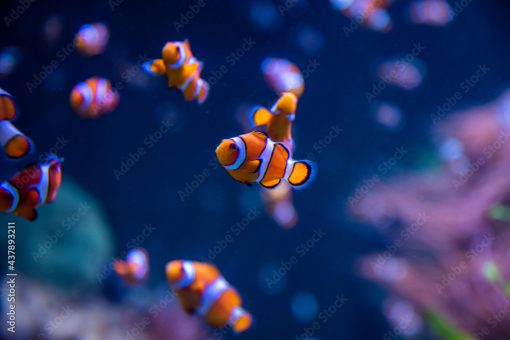 Wall mural clownfish