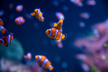 Obraz na płótnie Canvas clownfish
