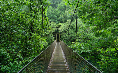 Fototapeta na wymiar Suspension bridge in rainforest